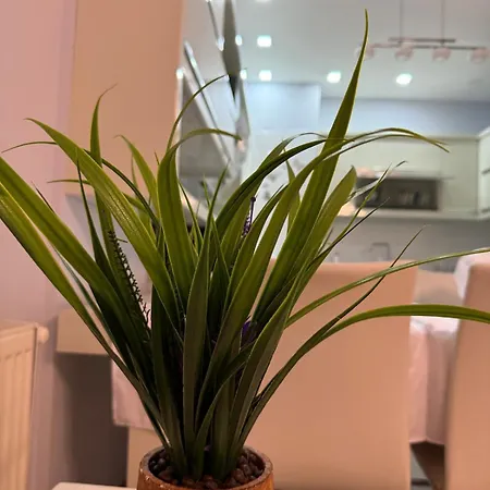 Flori Center Apartmán *